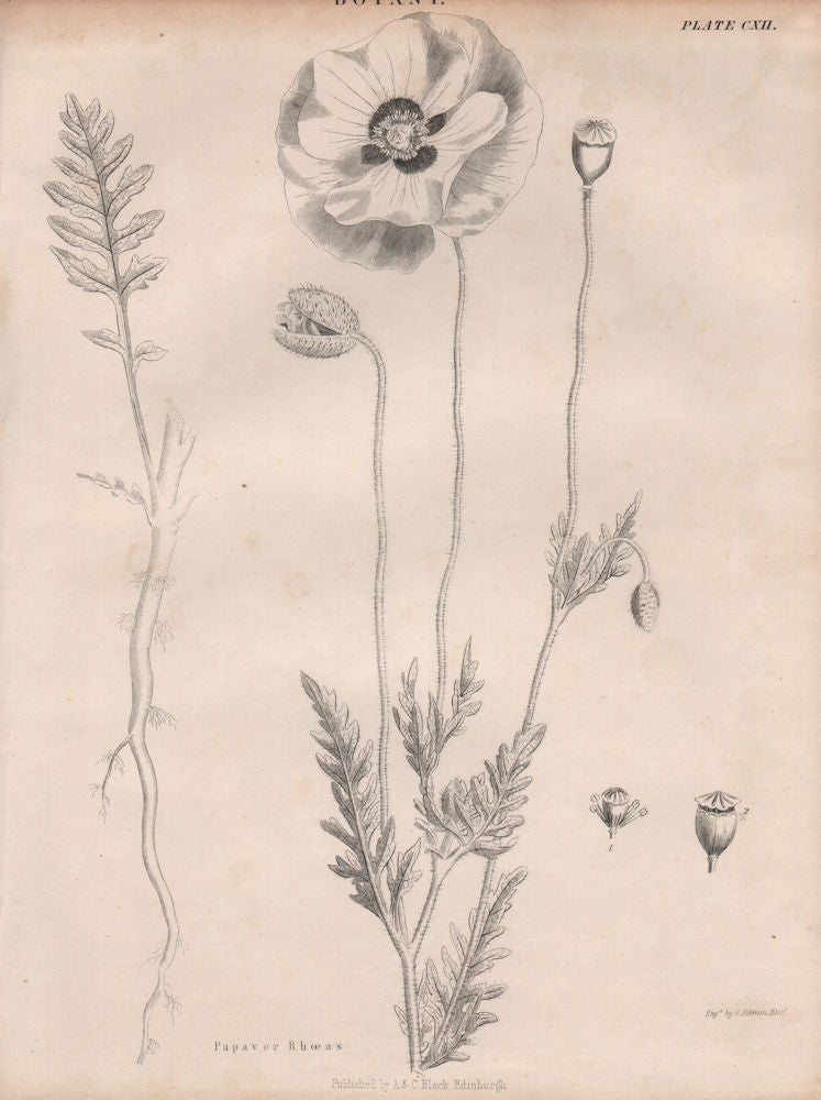 Papaver Rhoeas (common corn field Flanders red poppy, coquelicot, headwark) 1860